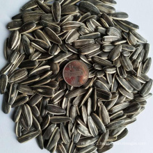 2018 new crop of sunflower seed  kernel and sunflower seed